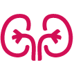 Kidney icon